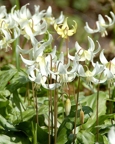 Erythronium white beauty.jpg